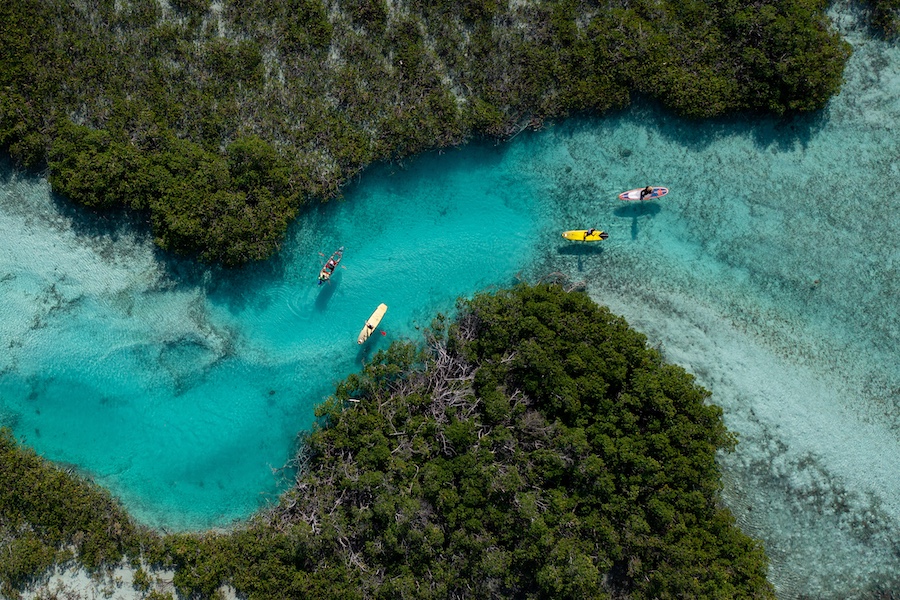 Paddle boarding in mangrove forrest